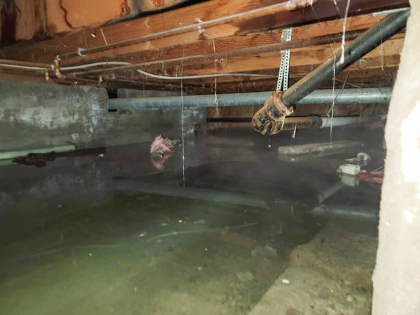 Best Water damage restoration process  in Madelia, MN